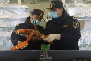 54吨鲜活波士顿龙虾落地青岛空港 进口生鲜飘香国内元旦餐