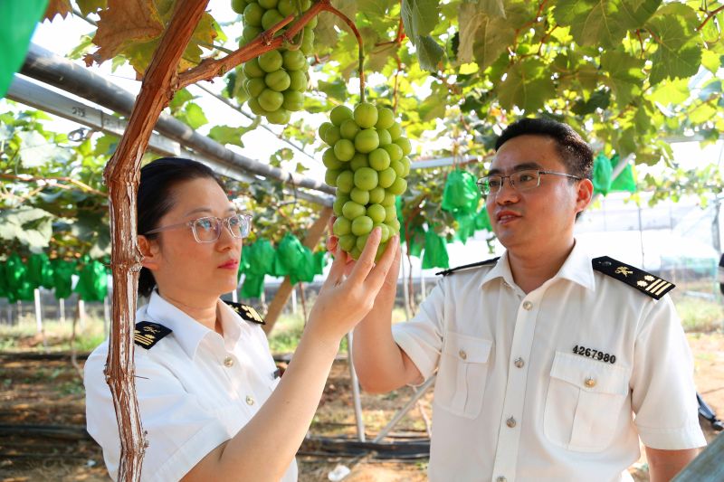 龙口“阳光玫瑰”葡萄踏上甜蜜出口路(图) 龙口“阳光玫瑰”葡萄踏上甜蜜出口路(图)