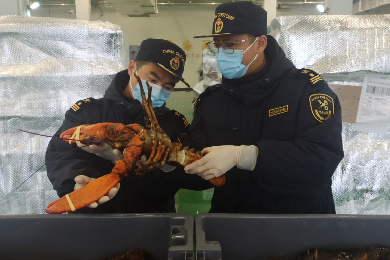 54吨鲜活波士顿龙虾落地青岛空港 进口生鲜飘香国内元旦餐 54吨鲜活波士顿龙虾落地青岛空港 进口生鲜飘香国内元旦餐