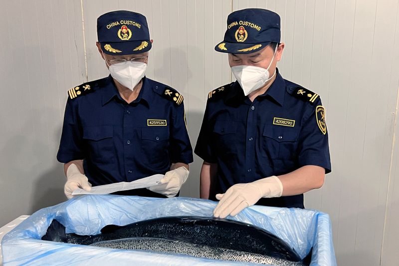 烟台空港首批进口三文鱼“鲜美”抵达(图) 烟台空港首批进口三文鱼“鲜美”抵达(图)