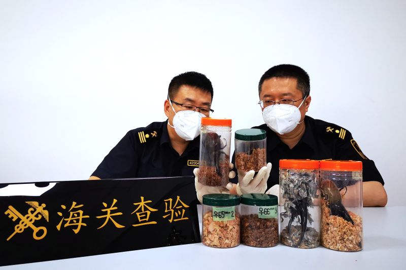 烟台海关首次在进境寄递渠道截获长戟犀金龟(图) 烟台海关首次在进境寄递渠道截获长戟犀金龟(图)