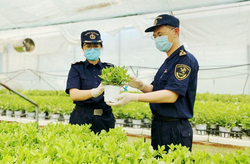 根植中国 花开海外(图)——烟台海关助力种苗高效出口 根植中国 花开海外(图)——烟台海关助力种苗高效出口
