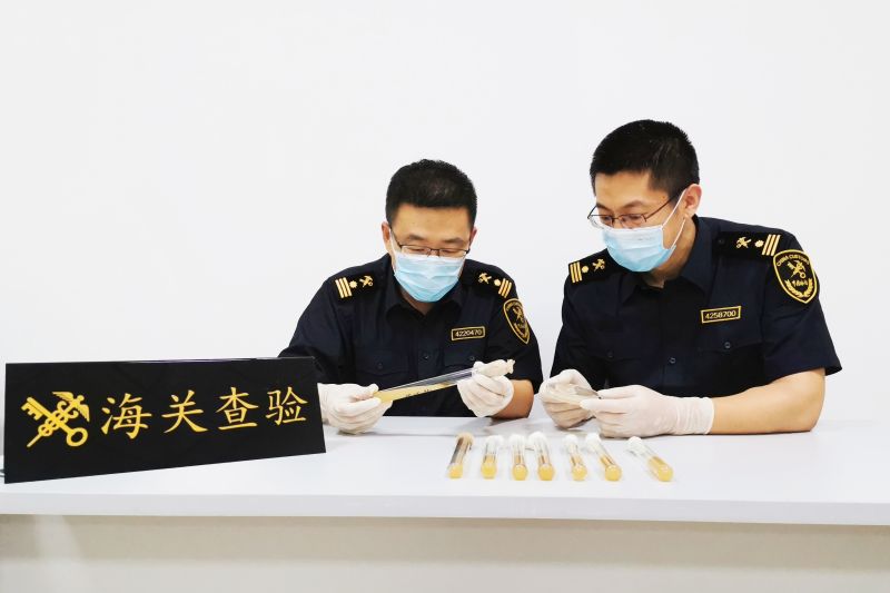 烟台海关全国首次在寄递渠道截获维涅兰德固氮菌(图) 烟台海关全国首次在寄递渠道截获维涅兰德固氮菌(图)