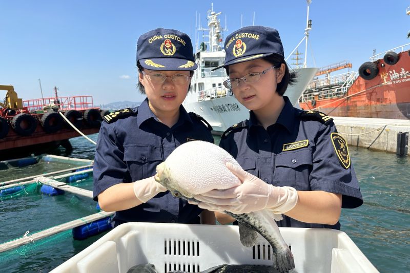烟台河豚争“鲜”出海(图) 烟台河豚争“鲜”出海(图)
