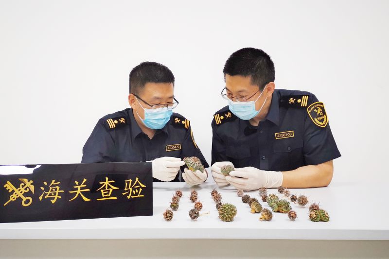 烟台海关截获濒危仙人掌种苗36株(图) 烟台海关截获濒危仙人掌种苗36株(图)