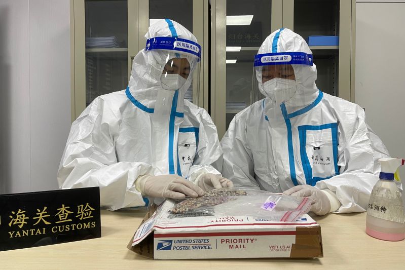 烟台海关查获非法入境玉米种子(图) 烟台海关查获非法入境玉米种子(图)