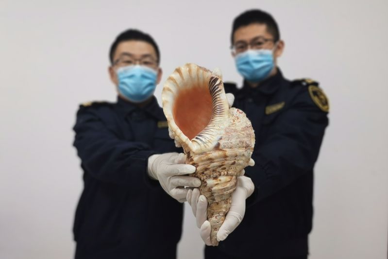 烟台海关在进境邮件中截获法螺(图) 烟台海关在进境邮件中截获法螺(图)