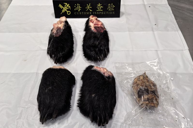 青岛胶东机场海关查获黑熊熊掌5只(图) 青岛胶东机场海关查获黑熊熊掌5只(图)