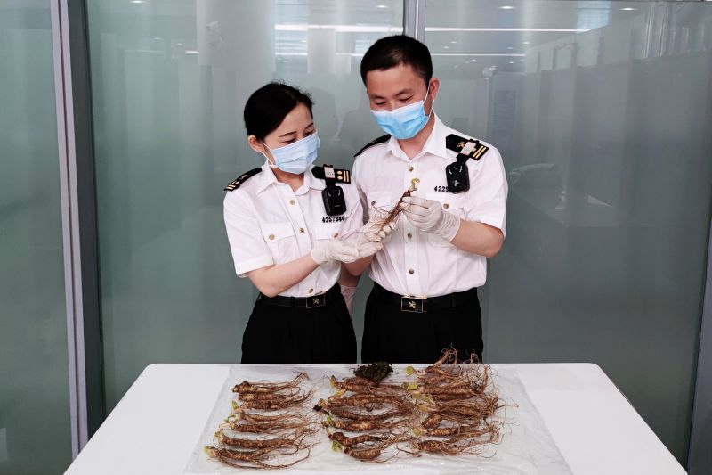 烟台海关查获违规携带进境新鲜人参25株(图) 烟台海关查获违规携带进境新鲜人参25株(图)