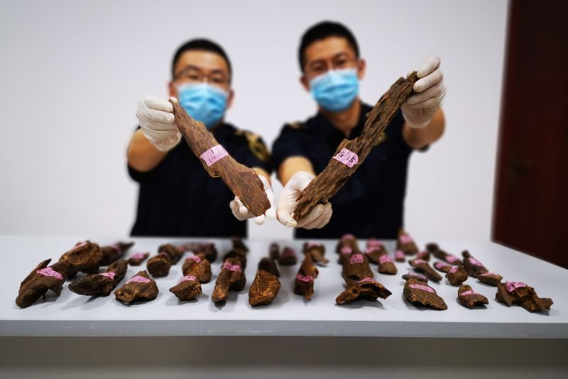 烟台海关在进境邮件中截获沉香超3千克(图) 烟台海关在进境邮件中截获沉香超3千克(图)