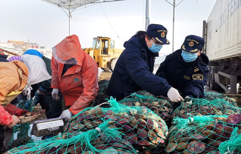 今年首批活扇贝装箱出海(图) 今年首批活扇贝装箱出海(图)