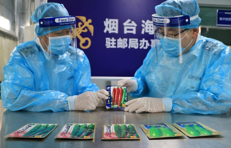 烟台海关在进境邮递渠道截获蔬菜种子(图) 烟台海关在进境邮递渠道截获蔬菜种子(图)