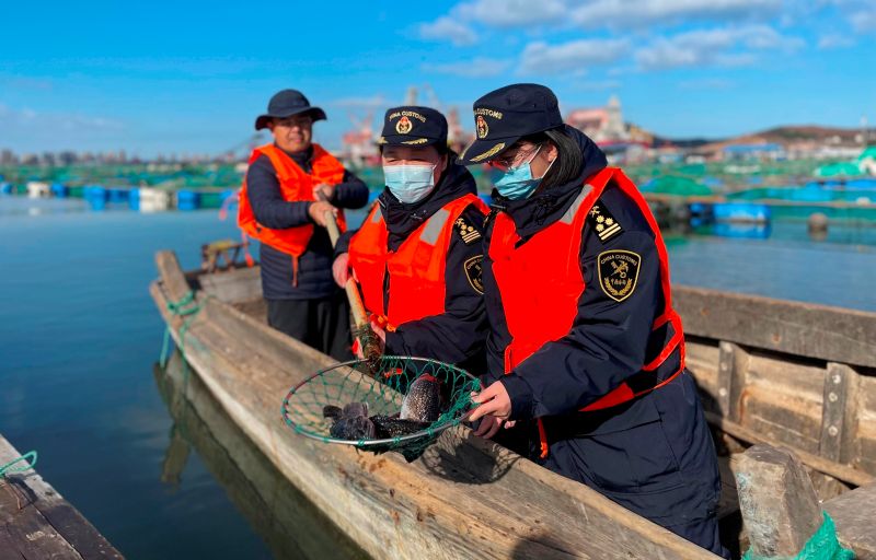 烟台河鲀“游”向海外(图) 烟台河鲀“游”向海外(图)